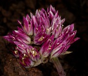 Allium crenulatum 20-9992